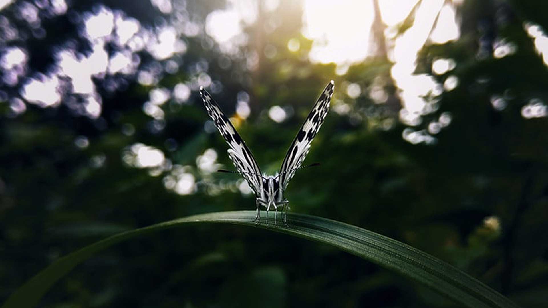 butterfly-transformation